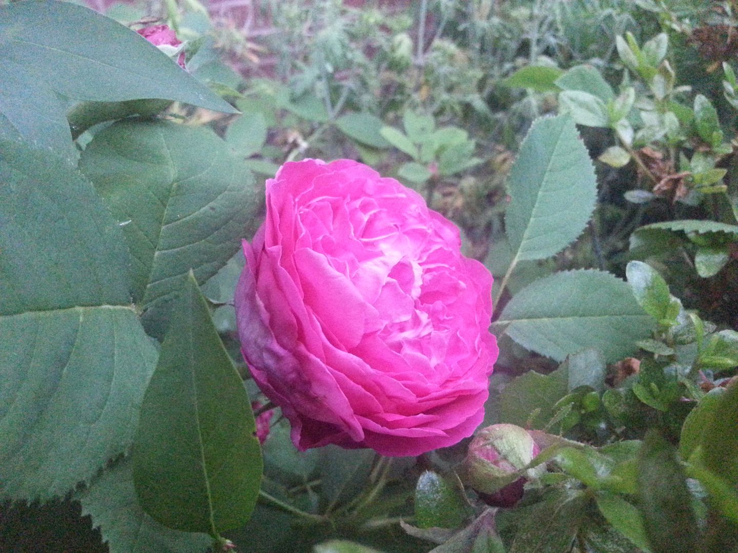 red baller photo 20130526_203028_zps3770e10b.jpg